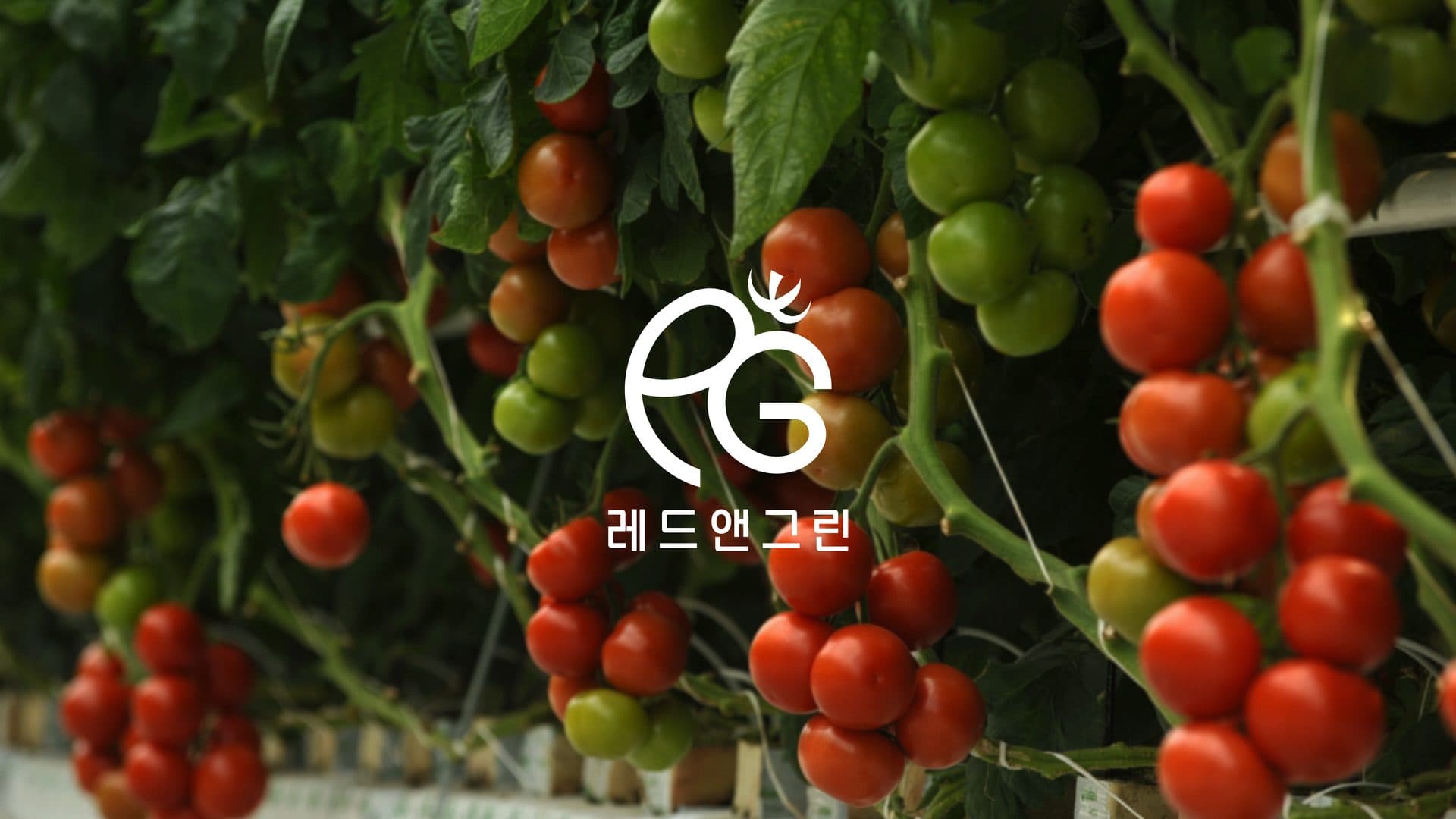레드앤그린 CI