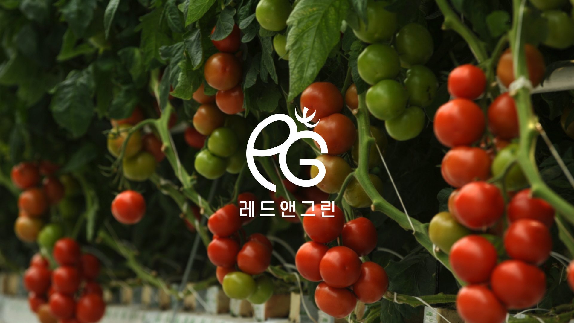 레드앤그린 CI
